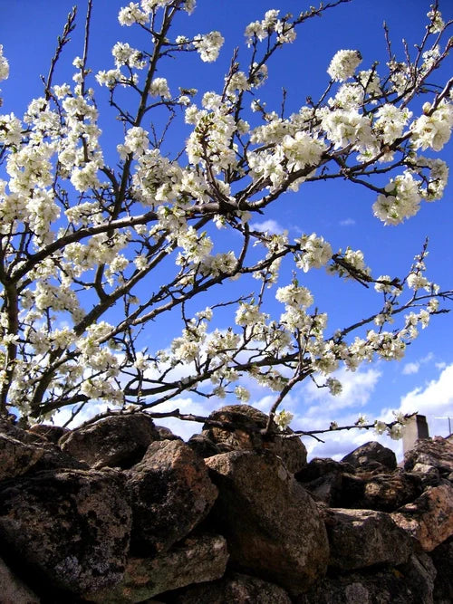 Spring Into Joy: Renew Your Spirit with Nature’s Magic